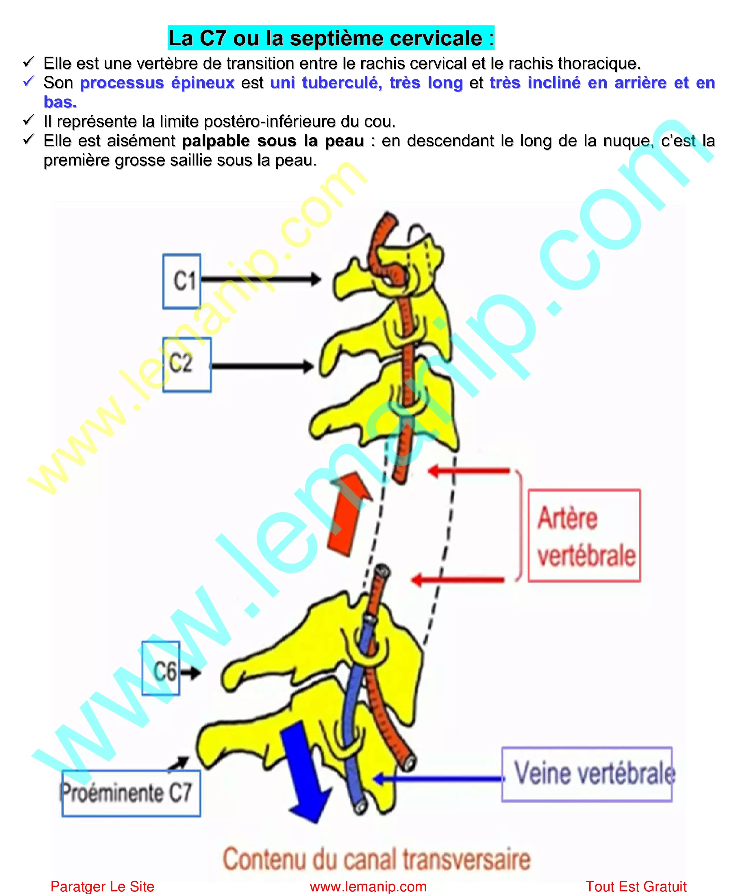 C7 septième vertebre du rachis cervicale