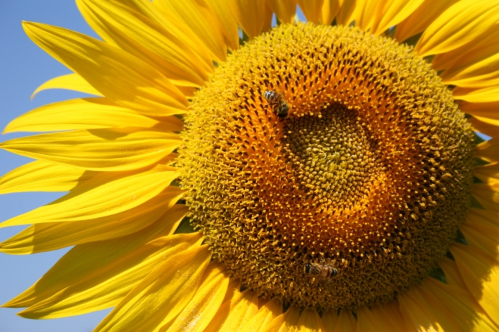 Gialli della Natura di Borla8