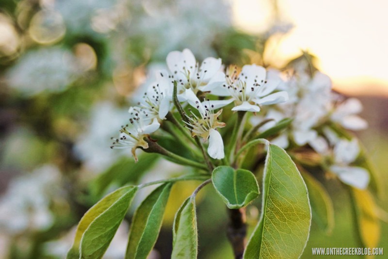 Spring Blooms