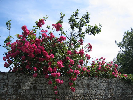 rose bush 