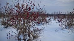 Viorne Aubier (Kalina) à Orlovka, hiver 2015