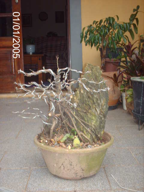 Ficus Microcarpa Começando... PICT1012