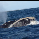 Ballena Franca Austral