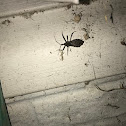 Kissing bug