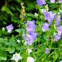 peach-leaved bellflower, Pfirsichblättrige Glockenblume