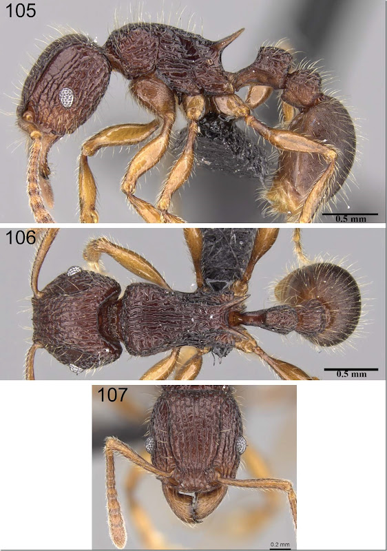 Tetramorium jedi