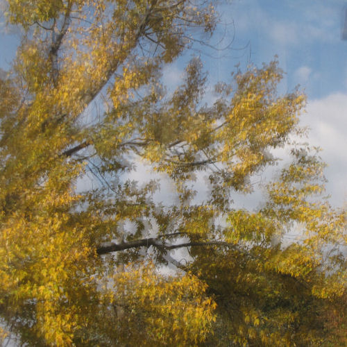 tree reflected in window