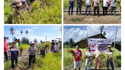 Pemdes Radey Gelar Panen Padi, Hukum Tua Deddy: Akan Dibagikan Ke Warga