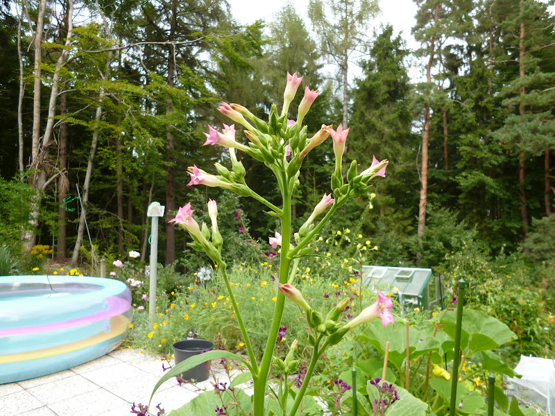 P1050798.JPG