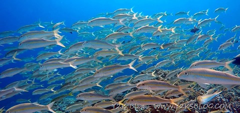 Sotto il mare nella pass di Sud-Est - Fakarava