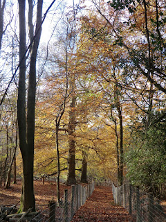 CIMG9620 Path into Eridge Old Park