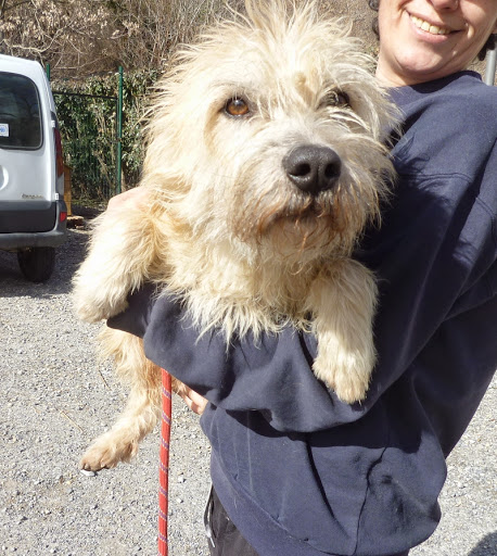 KALOU - x griffon 4 ans - Refuge de Digne (04) KALOU%2525203