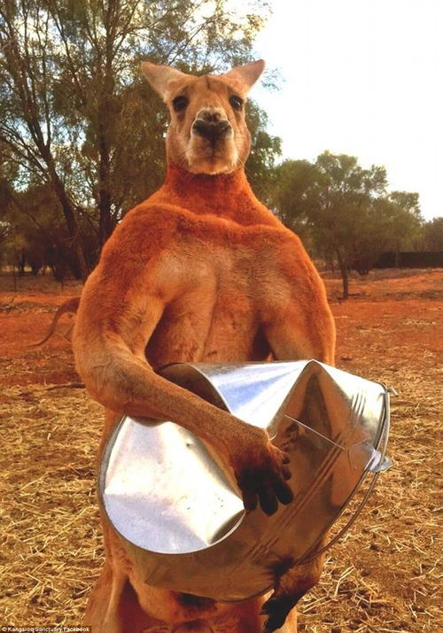 kangaroo.jpg