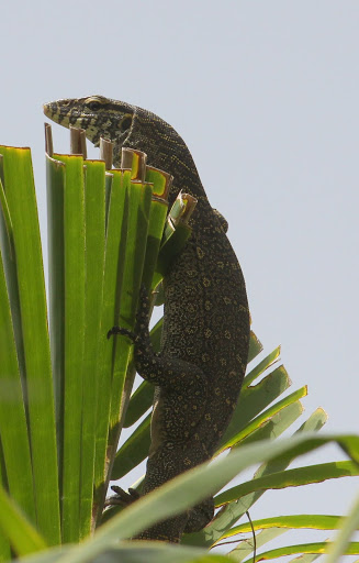 lézards et autres reptiles - Page 2 IMG_6831