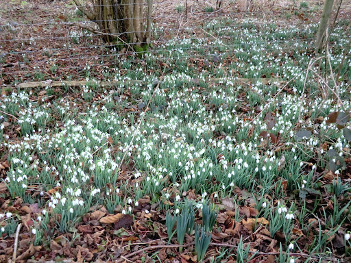 CIMG6690 Snowdrops at Whitchurch