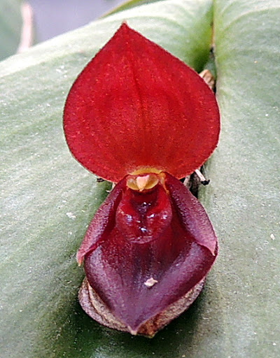 Pleurothallis phymatodea DSCN2305