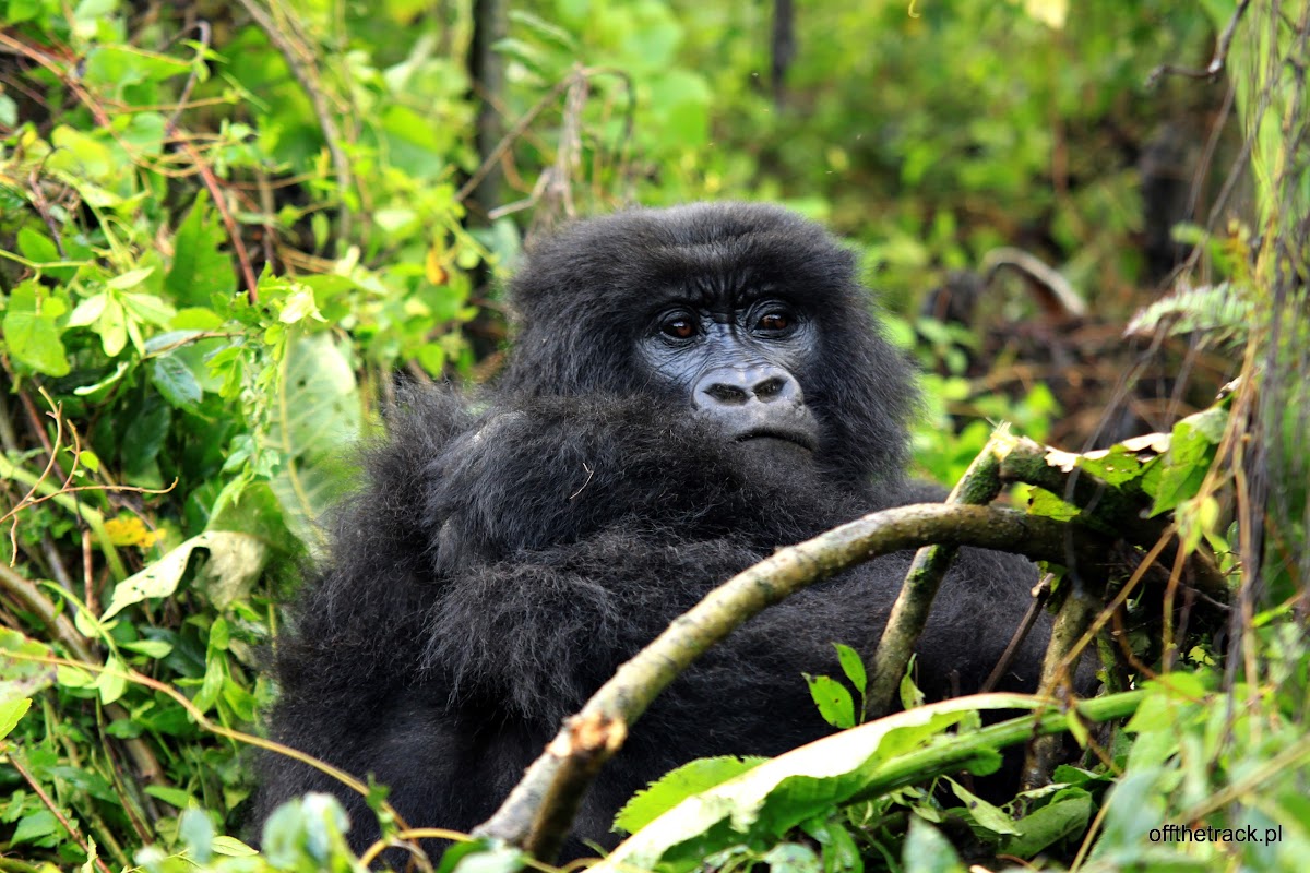 Młody goryl, The Virunga massif region, Uganda