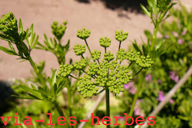 Persil fleurissant fleur de persil non eclos2.jpg