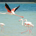 Greater Flamingo