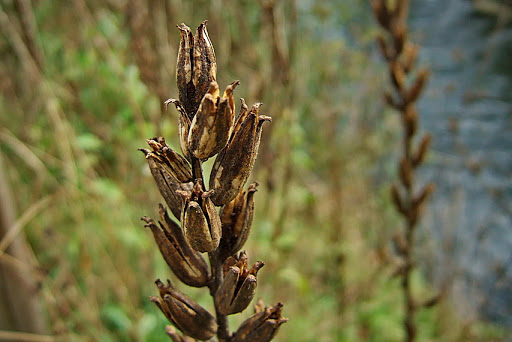 Oenothera glazioviana