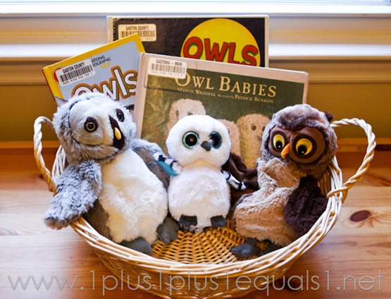 Owls -8422