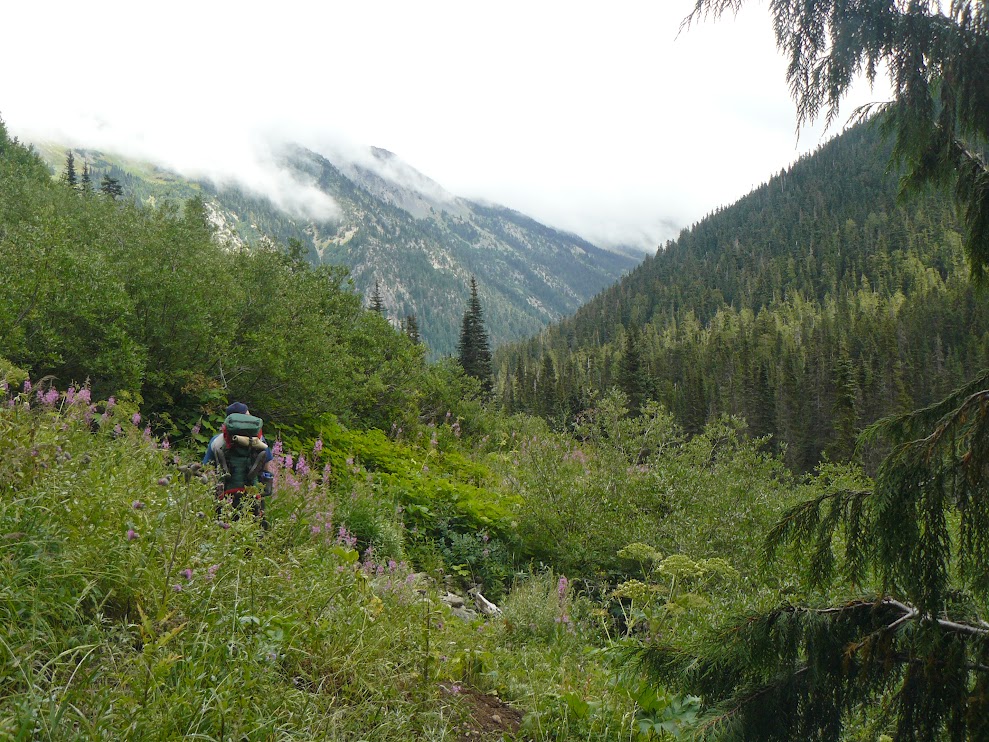 Hiking through fireweed