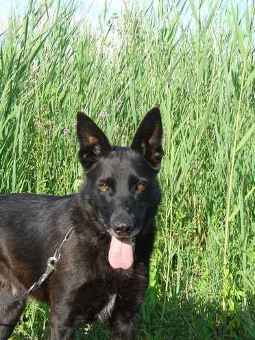 BOOMER - x labrador  7 ans - Chenil refuge de Sisteron (04) Boomer10