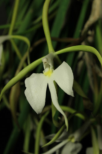 Epidendrum parkinsonianum IMG_5881