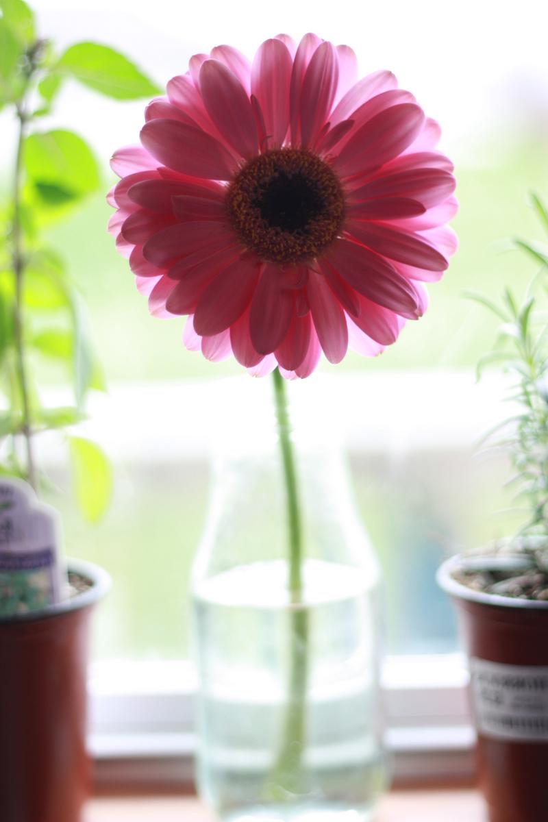 bought myself some gerbera