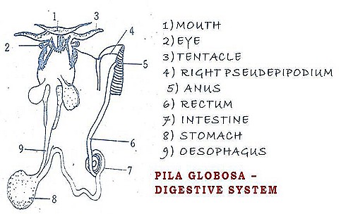 pila globosa- apple snail- digestive system 