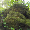 unidentified log fungi