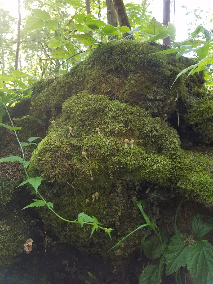 unidentified log fungi