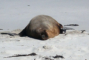 AUSTRALIA: EL OTRO LADO DEL MUNDO - Blogs de Australia - Kangaroo Island: naturaleza en estado puro (1)