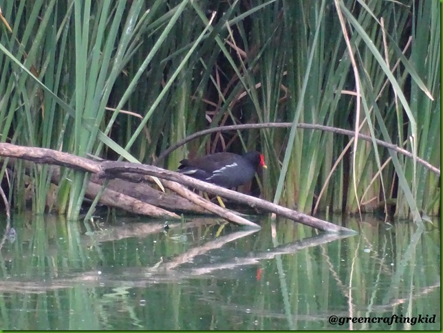 Common Moorhen