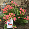 Kalanchoe