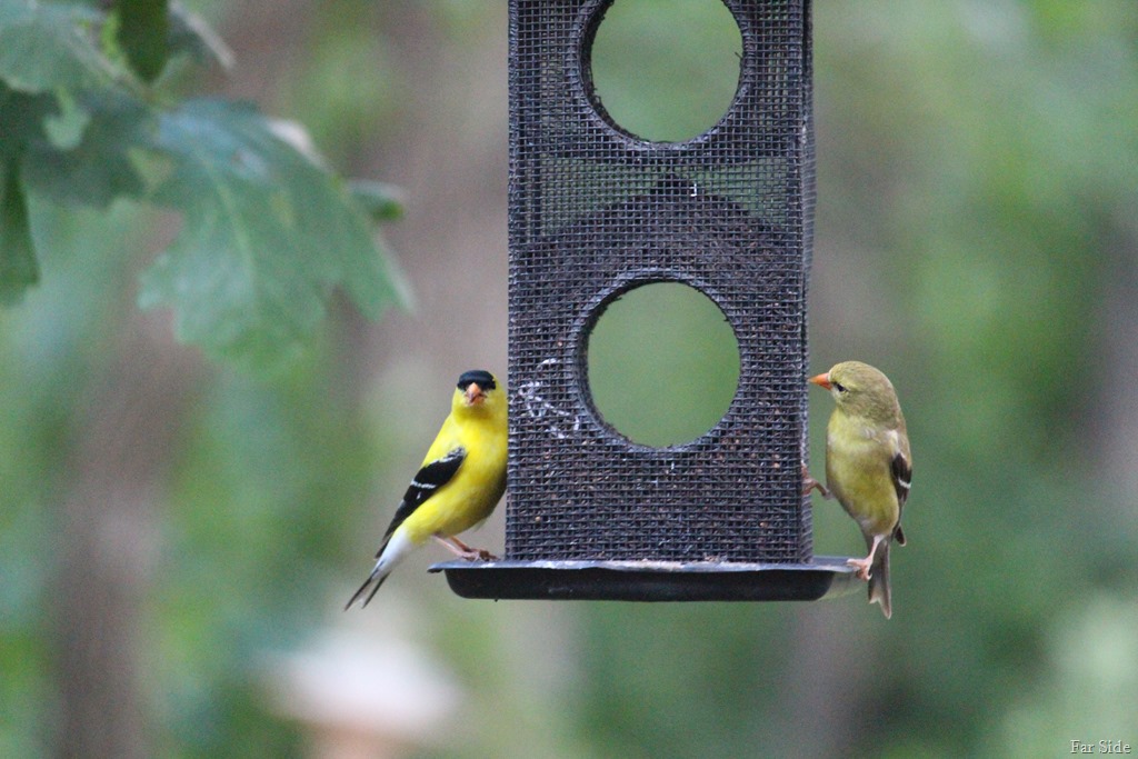 [Goldfinches%5B8%5D]