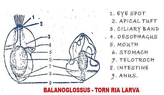 belanoglasus-reproduction-tornaria-larva