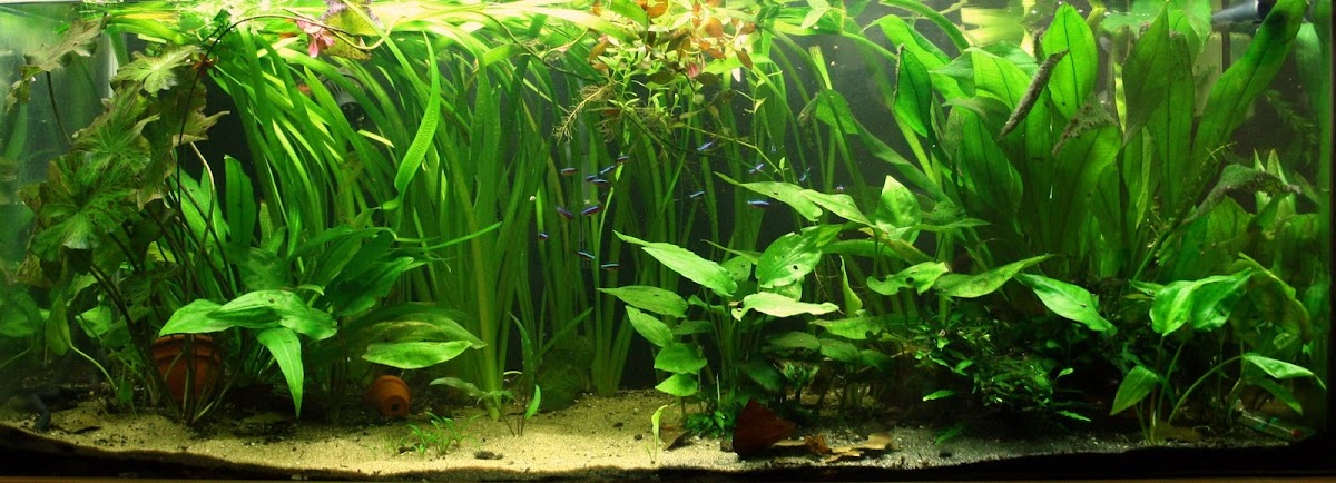 Tutoriel: "L'aquarium Naturel selon Diana Walstad" IMG_0394