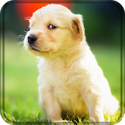 Cute Animals Live Wallpaper  Icon