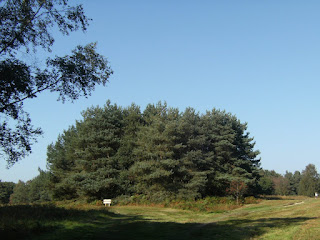 DSCF9808 MacMillan Clump, Ashdown Forest