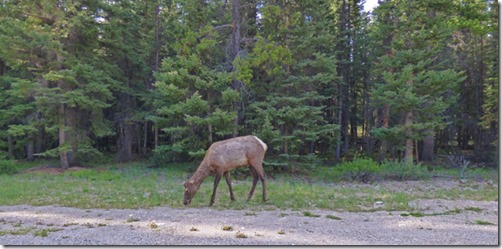 Elk by Campground