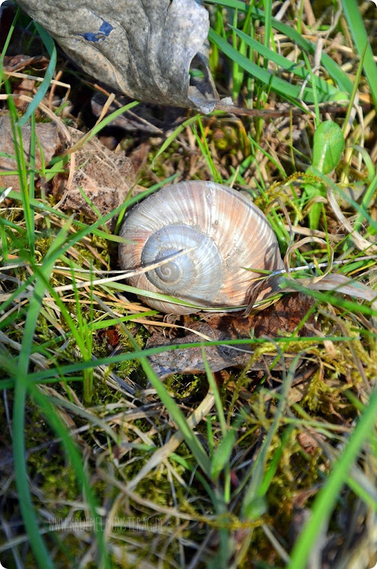 Schnecke am Rhein (03)