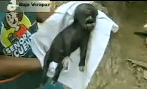 Pig With Human Face Born After Ufo Sighting Claim Locals Guatemala Village