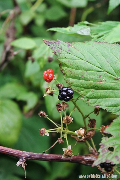 Wild blackberries on the vine