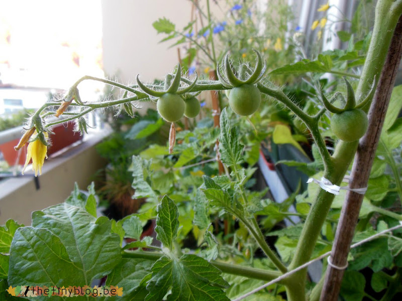 My balcony urban vegetable garden June 2015 in Brussels Cherry Tomatoes