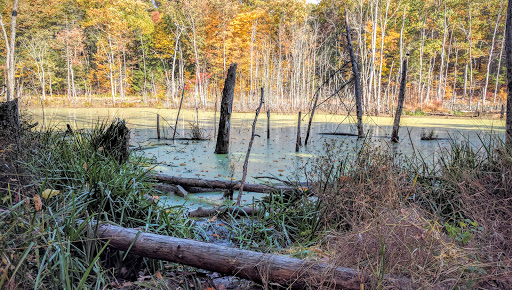 Ferncliff Forest