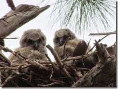 Two owlets watching us