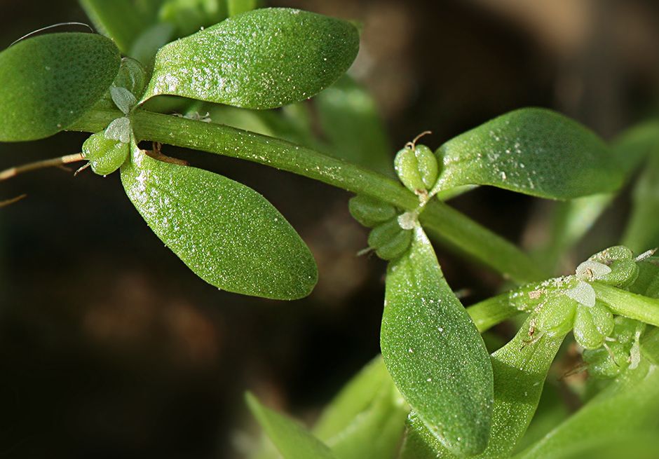 Болотник весенний (Callitriche palustris)