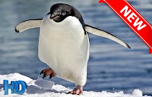 Penguin Wallpaper HD Penguins New Tab Themes small promo image