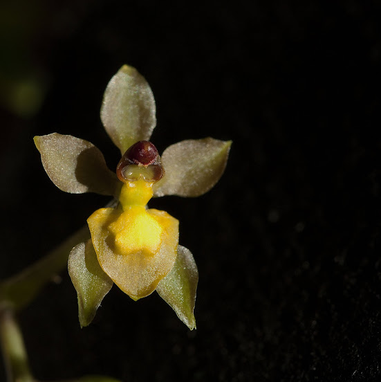 Cyrtochilum diodon _MG_4331